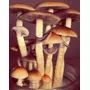 Segunda imagen para búsqueda de hongos magicos