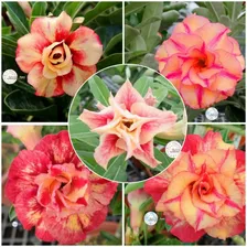 5 Semente De Rosa Do Deserto Laranja - Mix Adenium Amarelo 