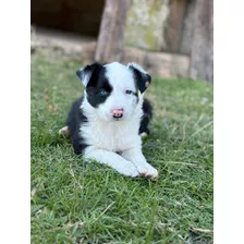 Cachorros Border Collie, Prontos Para Entregar.divinos