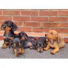 Perro Salchicha Dachshund Cachorros 2 Meses 