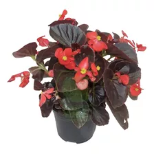 Planta Begonia