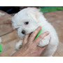 Segunda imagen para búsqueda de arena para perros