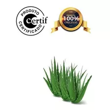 Óleo De Aloe Vera 100ml Prensado A Frio Com Laudo Original