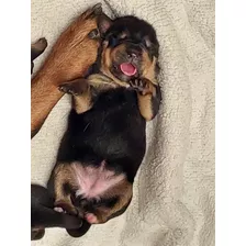 Rottiweiler Cachorro