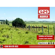 Arrendamiento Campo 3500 Hectáreas Ganaderas Eucaliptus Aquí