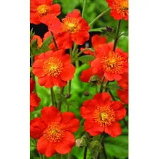 Semillas Flor Geum Coccineum Var. Orange + Manual De Cultivo