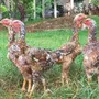 Terceira imagem para pesquisa de frango indio gigante
