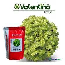 Sementes De Alface Crespa Valentina 7.500 Sementes - Sakata