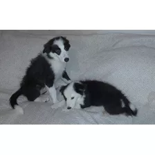 Border Collie Cachorros.