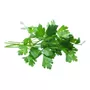 Tercera imagen para búsqueda de semillas de cilantro