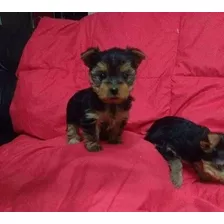 Cachorros Yorkshire Mini