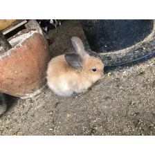 Conejitos Mascotas Bellas