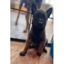 Pastor Belga Malinois Con Microchip De Identificación 