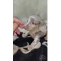 Segunda imagen para búsqueda de perro salchicha adopcion