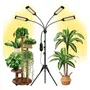 Segunda imagen para búsqueda de luces led para crecer plantas