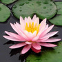 Tercera imagen para búsqueda de flor de loto