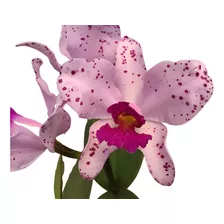 Orquídea Cattleya Amethystoglossa Wenzel (2959)