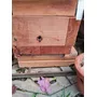 Segunda imagem para pesquisa de enxame de abelha mandacaia