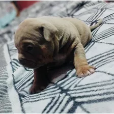 Cachorras American Bully Pocket Con Pedigree