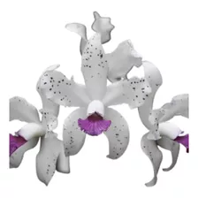 Orquídea Cattleya Amethystoglossa Coerulea (3171)