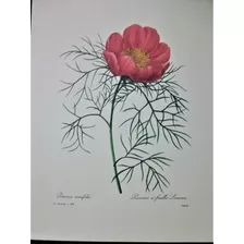 Flor Lámina 26 X 34 Colección Redouté 103