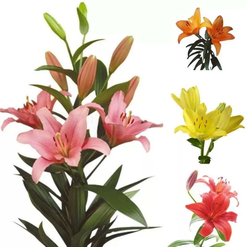 Ki 8 Bulbos De Flores Flor Lírios Asiático + Fertigarden