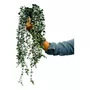 Tercera imagen para búsqueda de plantas colgantes artificiales