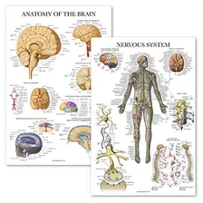 2 Paquetes De Pósters De Anatomía Del Sistema Nervios...