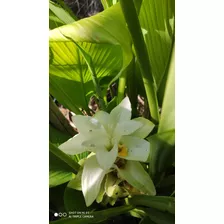 Curcuma Anaranjada Flor Blanca