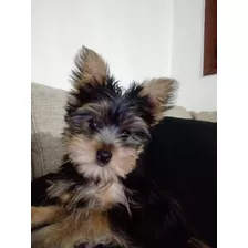 Yorkshire Terrier Solo Machos 