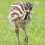 Terceira imagem para pesquisa de filhotes de emu
