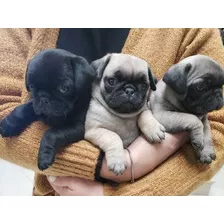 Cachorros Pug A Meses Sin Intereses! 