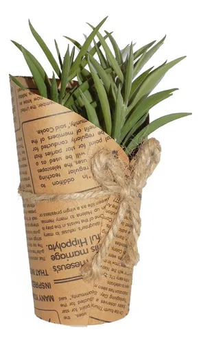 Tercera imagen para búsqueda de planta porcelana