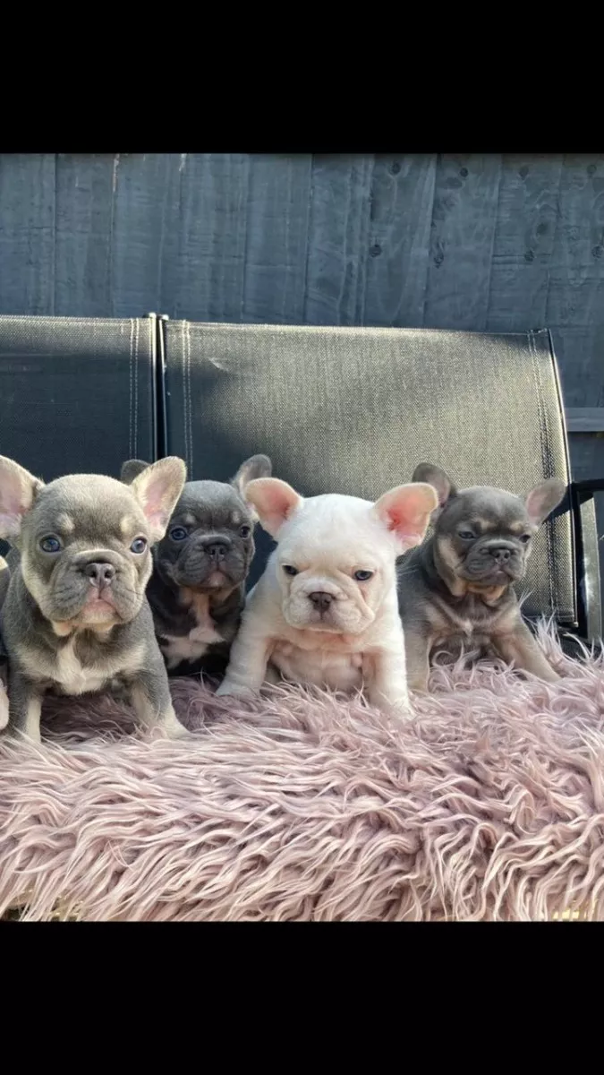 Preciosos Cachorros Bulldog Frances Para Adopcion.