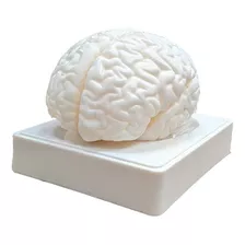 Modelo Do Cérebro Humano Dissecável Em 3 Partes 
