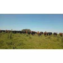 Campo Agrícola Ganadero - 500 Hás