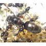 Tercera imagen para búsqueda de hormiga reina