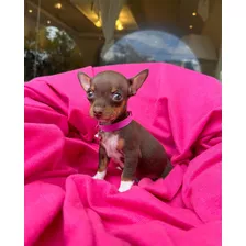 Cachorros Chihuahua Pelo Corto Miniatura Tienda De Mascot