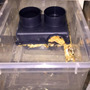 Primera imagen para búsqueda de geckos leopardos
