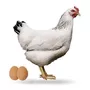 Primera imagen para búsqueda de alimento para gallinas ponedoras