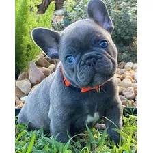 Bulldog Frances Cachorros Blue Exóticos Exelente Genetica 