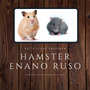 Tercera imagen para búsqueda de hamster
