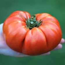 Semillas Tomate Gigante Italiano! Frutos Enormes De Verdad!