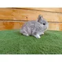 Primera imagen para búsqueda de regalo adopta conejos enanos