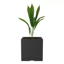 Maceta Plástica Rotomoldeada Modelo Cubo N 30 Moderna Amalfi Color Negro