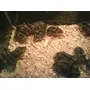 Segunda imagen para búsqueda de venta hamster