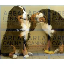 Boyero De Berna Cachorros Puros, Son Hermosos Y Robustos