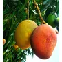 Tercera imagen para búsqueda de mango
