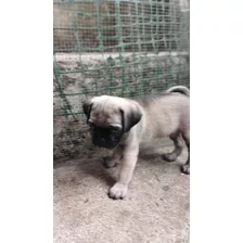 Hermosos Cachorros Pug Mes Y 12 Días, Ya Comen Solos