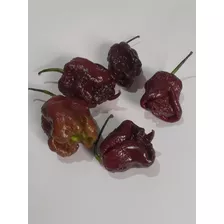 10 Sementes De Pimentas Carolina Reaper Chocolate 